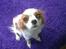 Cavalier king charles spaniel Bailey