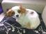Cavalier king charles spaniel Bailey
