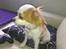 Cavalier king charles spaniel Bailey
