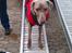 Blanding af racer Millie R.I.P. 16/9/2012 - Sidste billede af Millie, hun blev aflivet om eftermiddagen d. 16/9/2012.