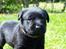Labrador retriever Hollie - Hollie - på opdagelse.