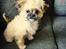 Blanding af racer Bella - 28-05-2013
