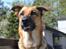 Blanding af racer Bella