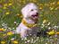 Malteser Fie R.I.P 26. Januar 2015