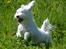 Malteser Fie R.I.P 26. Januar 2015