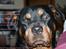 Rottweiler Mollie<3 |Molsen|<3 R.I.P Min trold..<3