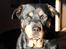 Rottweiler Mollie<3 |Molsen|<3 R.I.P Min trold..<3