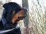 Rottweiler Fafner<3 |Faffe'laffe|<3