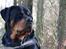 Rottweiler Fafner<3 |Faffe'laffe|<3