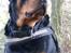 Rottweiler Fafner<3 |Faffe'laffe|<3