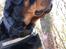 Rottweiler Fafner<3 |Faffe'laffe|<3