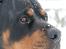 Rottweiler Fafner<3 |Faffe'laffe|<3