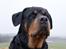 Rottweiler Fafner<3 |Faffe'laffe|<3