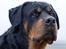 Rottweiler Fafner<3 |Faffe'laffe|<3