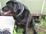 Labrador retriever sorte