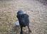 Labrador retriever sorte