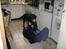 Labrador retriever sorte