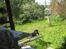 Labrador retriever sorte