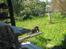Labrador retriever sorte