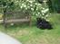 Labrador retriever sorte