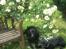 Labrador retriever sorte