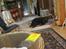 Labrador retriever sorte