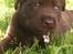 Labrador retriever ~Nora~ - Nora spiser en blomst:)