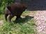 Labrador retriever ~Nora~ - Nora løber afsted :)
