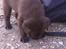 Labrador retriever ~Nora~ - Nu spiser Nora en skoletaske