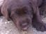 Labrador retriever ~Nora~