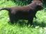 Labrador retriever ~Nora~