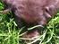 Labrador retriever ~Nora~