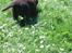 Labrador retriever ~Nora~
