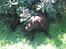 Labrador retriever ~Nora~