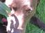 Labrador retriever ~Nora~
