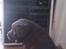 Labrador retriever ~Nora~