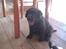 Labrador retriever ~Nora~