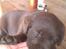 Labrador retriever ~Nora~