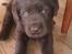 Labrador retriever ~Nora~