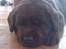 Labrador retriever ~Nora~