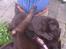 Labrador retriever ~Nora~