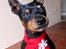 Dvaergpinscher King (2003 - 2016)