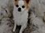 Chihuahua Viktor