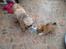 Blanding af racer Bella - 12-05-2013