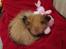 Blanding af racer Bella - 31-05-2013