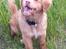 Nova scotia duck tolling retriever Mika "Himmelhund" 