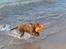 Nova scotia duck tolling retriever Mika "Himmelhund" 