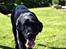 Labrador retriever Yellowstone Butler *DØD*