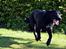 Labrador retriever Yellowstone Butler *DØD*