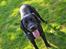 Labrador retriever Yellowstone Butler *DØD*